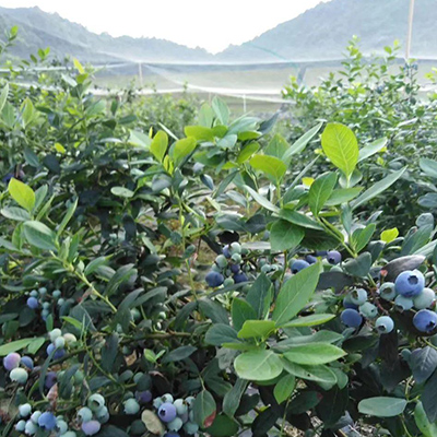 blueberry garden