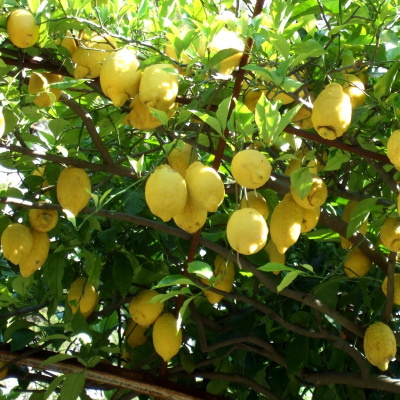 lemon garden