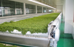 La production chinoise de thé dépasse les 3 millions de tonnes