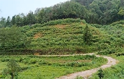 Plantation de thé biologique sous la pluie